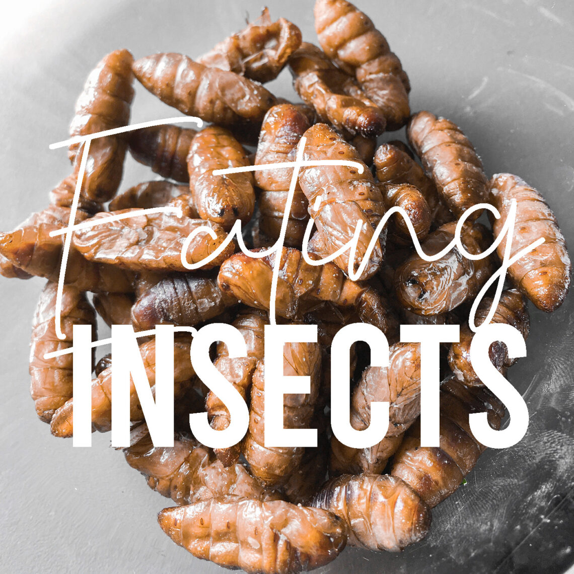 Disadvantage of eating insects